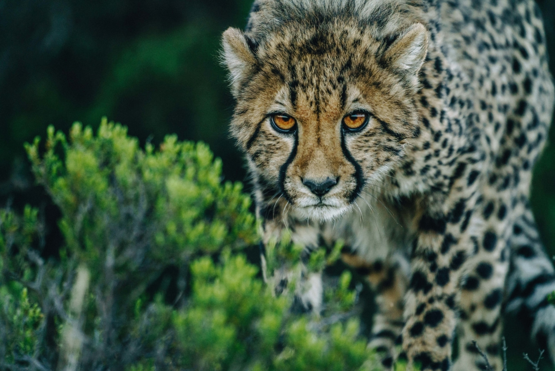 Safari