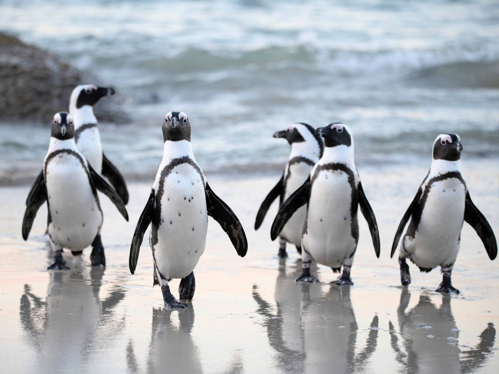 African penguins on the sand among granite boulders at Boulders Beach near Simon's Town